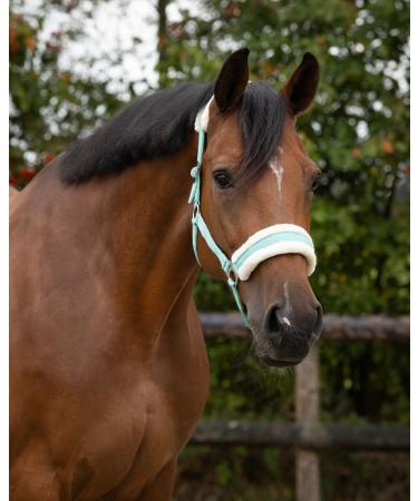 Netproshop Solid Horse Halter | Padded & Adjustable Mini Shetty to Full U Cold Blood | Size: Shetty | Color: Turquoise - Buy Online on GoSupps.com