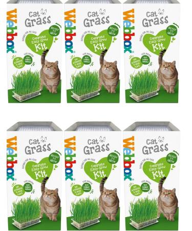 HowseHold Cat Grass Kit for Indoor Cats 6 PACK Webbox Cat Grass Complete Easy Grow Kit with Seeds Kitty Grass Grass Planter House Plant Alternative Tote Bag