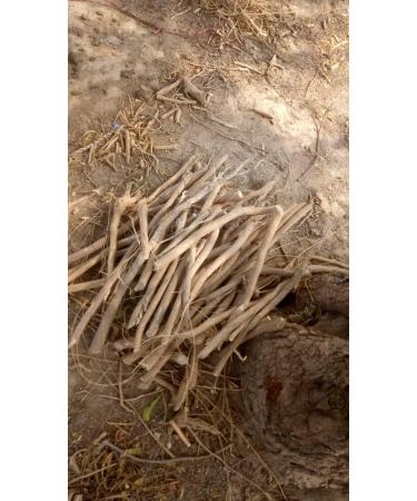 Buy XXL Miswak Siwak - Thick Meswak Pieces | Vegan Wood Toothbrush from Salvadora Persica | Natural Teeth Cleaning - Buy Online on GoSupps.com