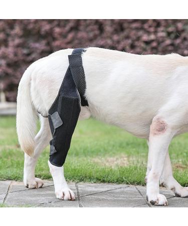 Dog Leg Support Brace - Hip Support for Dogs - Back Leg Hip Support with Metal Strip High Elasticity Breathable Leg Protector for Recovery Period Black Medium - Buy Online on GoSupps.com