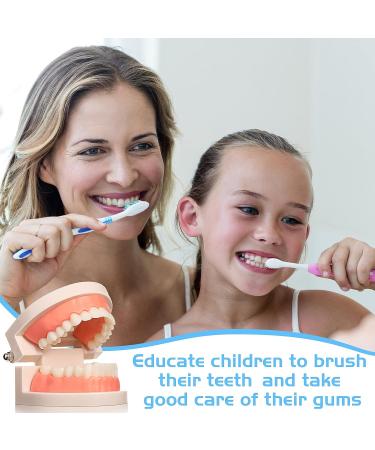 Dental Teeth Model Set - 12 Pcs Plastic Standard Teeth Models for Dental Demonstration and Study Supplies for Kids, Dentists, and Students - Clean Display - 3.15 x 2.2 Inch - Buy Online on GoSupps.com