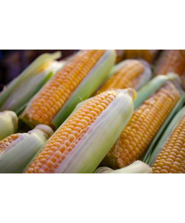 Ma Poule Express Premium Cracked Corn - Nutrient-Rich Feed for Birds and Poultry 5 lbs (2.27 kg) Bag - Buy Online on GoSupps.com