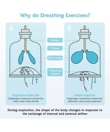 SEABIRD Lung Health Exerciser: Adjustable Resistance Breathing Trainer for Stronger Lungs and Increased Capacity - Buy Online on GoSupps.com