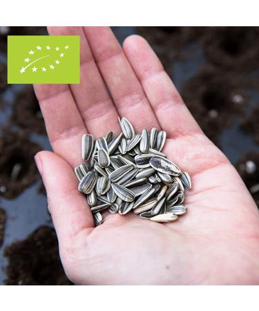 Wohltuer Organic Sunflower Oil 2x500ml - Raw Food Quality Premium International Shipping - Buy Online on GoSupps.com