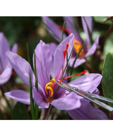 Saffron Crocus 25 Bulbs + Saffron Bulb Food | Crocus Sativus | Fast Shipping - Buy Online on GoSupps.com