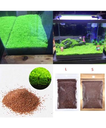 Buy C-LARSS Aquarium Plant Seeds | Green Leaves Carpet Grass for Fish Tanks - International Shipping Available - Buy Online on GoSupps.com