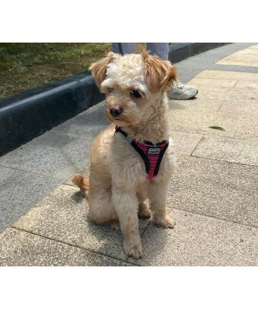 LOOK ANDES CARE CARRAME - Adjustable Reflective Cat Harness with Leash and Breakable Dishes for Cats & Puppies (30-35cm Chest) - Red - Buy Online on GoSupps.com