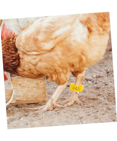Kisangel 100pcs Chicken Leg Ring Pet Foot Band Parrot Foot Ring Poultry Marking Ring Chicken Foot Ring Pigeon 3.3X3.3CM Yellow - Buy Online on GoSupps.com