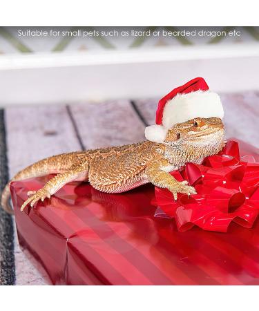 Petyoung Reptiles Hat & Scarf Set for Lizards Bearded Dragons Geckos - Christmas Hat Shell Red Leash & Dishes - Perfect Gift for Small Animals - Buy Online on GoSupps.com