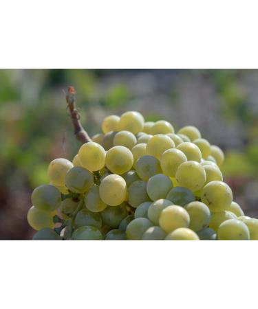 KORRES Santorini Grape Skin Refining Mask - Vegan Pore Refining with Volcanic Sand & BHA - 70 ml - International Shipping Available - Buy Online on GoSupps.com