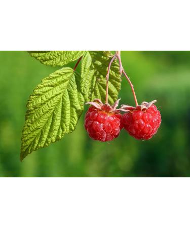 Rose Garden Natural Solid Perfume (Rose Garden 0.25 oz tin jar) Rose Garden 0.25 Ounce (Pack of 1) - Buy Online on GoSupps.com