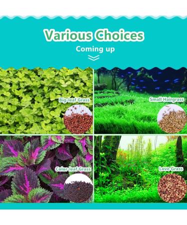 Freshwater Aquarium Plant Seeds Combo - Mini Leaf & Longhair Grass, Small Pearl - Fish Tank Terrarium Decor - Buy Online on GoSupps.com