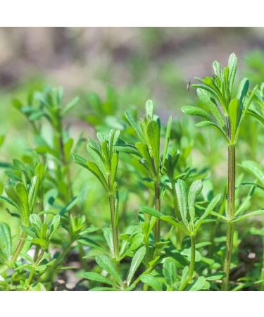 Buy Nature's Answer Cleavers (Galium Aparine) 2000 mg - 1 fl oz (30 ml) | Herbal Supplement - Buy Online on GoSupps.com