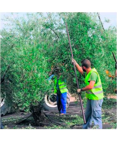 OLEOZUMO Orozumo Premium Extra Virgin Olive Oil Picual 500 ml Early Harvest Gourmet Andalusia Spain Intense and Healthy Taste - Buy Online on GoSupps.com