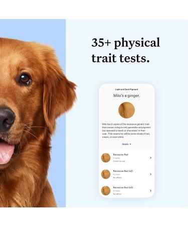 Wisdom Panel Essential Dog DNA Test Kit: Accurate Breed ID, Ancestry & Health | 25+ Conditions | Traits | Relatives - 1 Pack - Buy Online on GoSupps.com