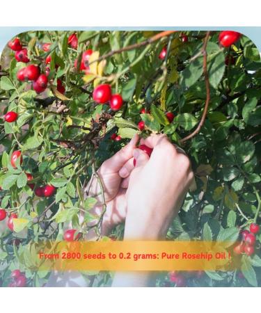 Rosehip Oil for Face 30ml - 100% Pure Organic Rose Hip Oil for Skin Body and Hair Natural Rosehip Seed Oil Moisturizes and Nourishes for a Healthy Complexion - Buy Online on GoSupps.com