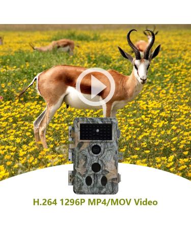 Buy Blazevideo Wild Camera 32MP 1296P - IP66 Waterproof Surveillance for Hunting & Forest Monitoring - Buy Online on GoSupps.com