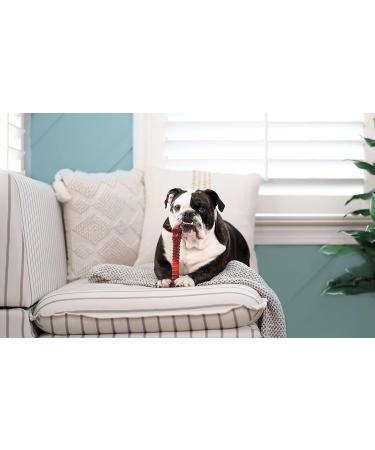 Nylabone Dura Chew Beef Jerky Power Chew - XL Chewing Bones for Heavy Chewers (Pack of 2) - Ideal for Dogs up to 23 kg - Multi-Colored - Buy Online on GoSupps.com