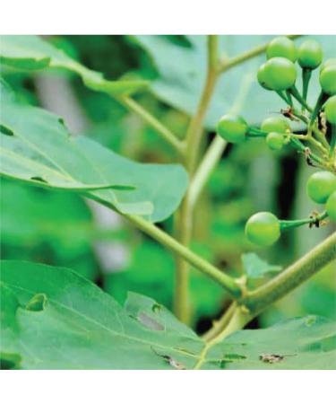 Susumba Leaf Tea - Buy Online on GoSupps.com