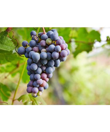 California Zante Currant Raisins 1lb - Sun-Dried Seedless Grapes, Vegan & Kosher - Tangy-Sweet Chewy Snack - Buy Online on GoSupps.com