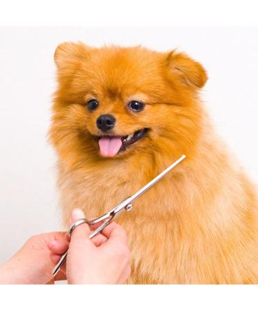 Contemporary Doggy Stainless Steel Dog Grooming Scissors with Round Tips - Pet Trimming Shears with Micro-Serrated Blade - Professional Quality at Home Ensuring Safety - Comfortably Trim Face & Paws - Buy Online on GoSupps.com
