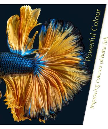 Indian Almond Leaves Leaf (15 25 Pieces) BettaLeaf 50 Grams Pack | 20-25cm. | Best Gold Brown Quality | Fish Tank for Betta Fish Shrimp Crayfish for Fish Healthy & Comfort - Buy Online on GoSupps.com