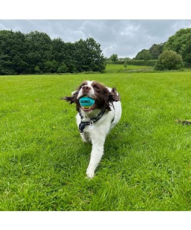 SPORTSPET Tennis Balls for Dogs - Extra Bouncy - Non Toxic - Durable - Long Lasting - Floats (Squeak Tennis Balls (12 Pack)) - P/T/A - Buy Online on GoSupps.com