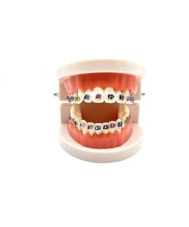 Dental Orthodontic Demonstration Model with Metal Bracket Arch Wire Standard Teeth Model with Braces Brackets