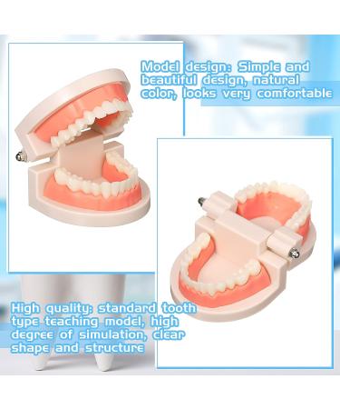 Dental Teeth Model Set - 12 Pcs Plastic Standard Teeth Models for Dental Demonstration and Study Supplies for Kids, Dentists, and Students - Clean Display - 3.15 x 2.2 Inch - Buy Online on GoSupps.com