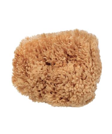 BabyCare Sea Sponges Premium Quality Gentle Exfoliating Sponges for The Most Sensitive and Delicate Skin. Natural Unbleached Sponges Sustainibly Harvested in Plastic-Free Packaging