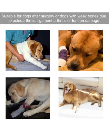 Dog Leg Protector Flexible Dog Leg Support Brace for Pet Dog (L) L Red - Buy Online on GoSupps.com