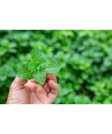 Indulge in Mustard Bath - Bubble Bath with Essential Oils & White Tea Extract | The Vanilla Effect - Luxurious International Shipping - Buy Online on GoSupps.com