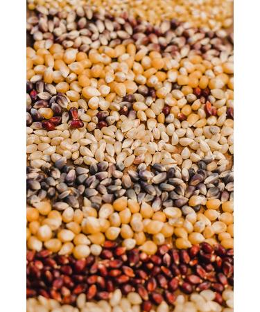 Amish Country Popcorn - 10 Variety Gift Set Bundle (1 lb each) - Red, Blue, White, Purple, Ladyfinger, Rainbow, Yellow, Mushroom - Premium Kernels for Perfect Snacking - Buy Online on GoSupps.com