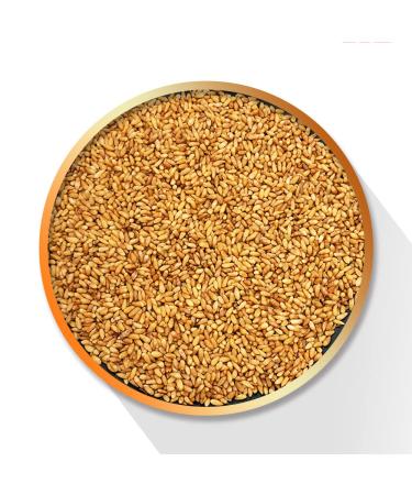 Semen Platycladi Platycladus Orientalis Platycladi Seed the Semen Boitae the Seed of Oriental Arborvitae baiziren Bozi papyriferus Cypress Seeds and Nuts cedar Seed (250 g(0.55 Pound))