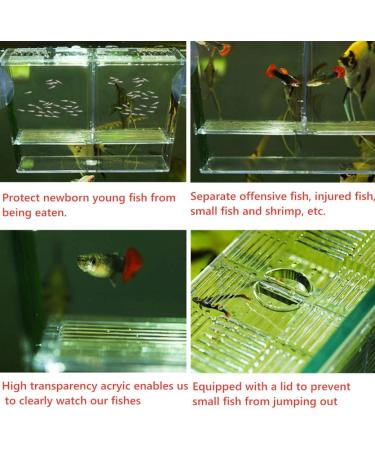 Acrylic Aquarium Breeder Box | Fish Tank Separator for Breeding Baby Fish | Fry Tank for Shrimp, Guppy, Clownfish | Aggressive Fish Hatchery - Buy Online on GoSupps.com