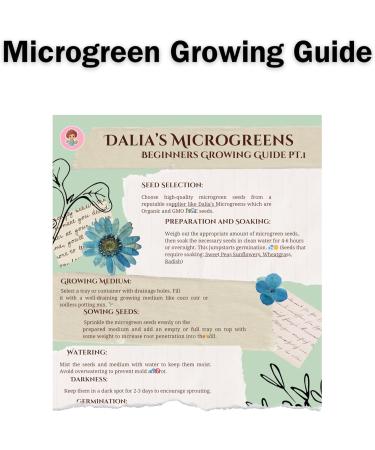 Yellow Mustard Microgreen Kit - Organic Mustard Sprout Seeds - Indoor Microgreens Growing Kit Includes Seed Packets Growing Trays Spray Bottle Soil and Comprehensive Guide (50 Grams) - Buy Online on GoSupps.com