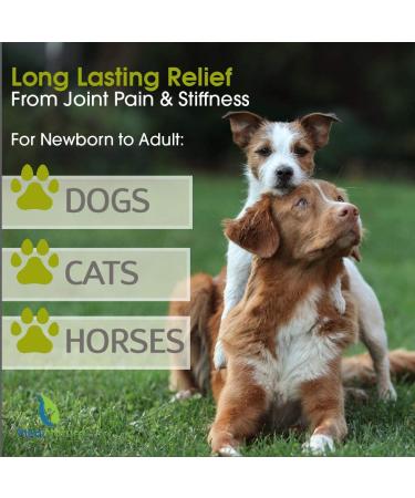 MediNatura T-Relief Pet Arthritis Relief - Arnica +12, 90 Tablets for Pain Relief - Buy Online on GoSupps.com