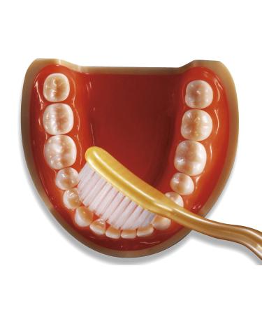 Curvex Toothbrush - Gentle and Effective Cleaning for a Healthy Smile - Buy Online on GoSupps.com