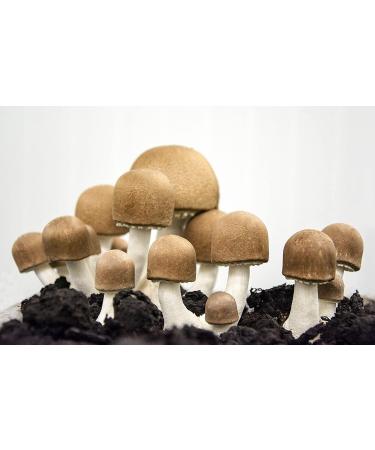 Agaricus Organic Medicinal Mushroom Capsules | 93 x 500mg ABM Powder | Pure Additive-Free Organic Mushrooms - Buy Online on GoSupps.com