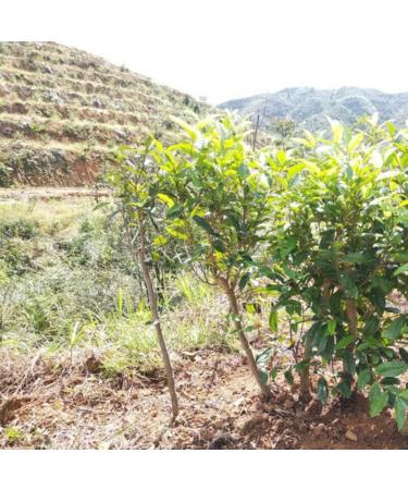 300g Fuding Chinois Haute Montagne G teau au th blanc Original Peony King au th blanc - Buy Online on GoSupps.com
