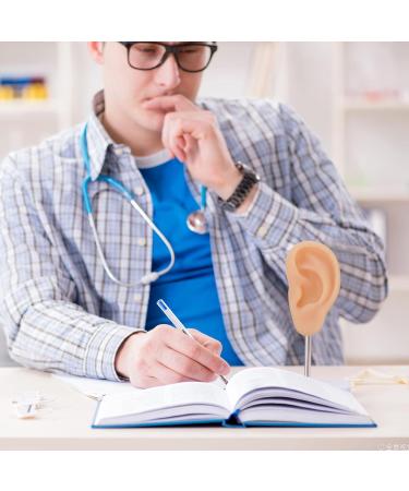 Buy Beavorty Ear Training Model - Realistic Left Ear Simulation for Teaching & Education | International Shipping Available - Buy Online on GoSupps.com