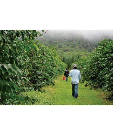 La Miel - Buy Online on GoSupps.com