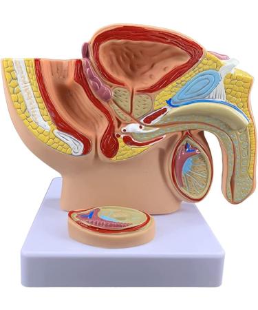 Life Size Male Pelvis Anatomy Model 1:2 - Detailed Reproductive System & Prostate Model for Educational Display - Buy Online on GoSupps.com