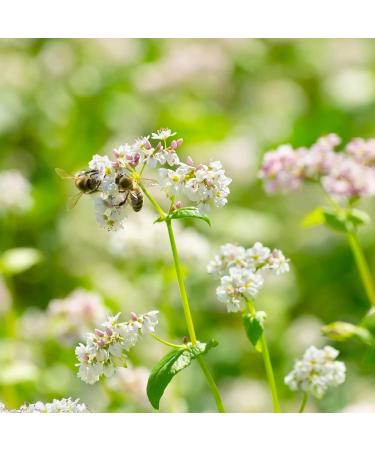 Earthbreath Buckwheat & Summer Blossom Raw Honey 900g - Pure Dark Unheated Unpasteurised & Unfiltered - Natural Sweetener for Cooking & Drinks - Buy Online on GoSupps.com