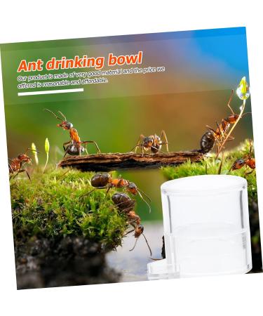 Kisangel 2pcs Ant Water Feeder Ant Feeding Bowl Mini Ant Feeder Acrylic Ant Feeders Ant Nest Water Feeding Area Water Bowl for Ants Insect Feeder Transparent Ant Water Feeding Bowl - Buy Online on GoSupps.com