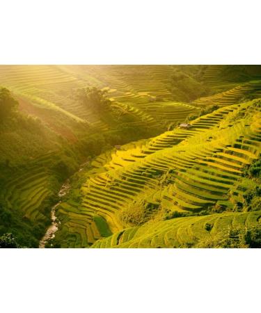 Lais Puzzle Morning rice terraces in the gorge. Vietnam Rice field terraces in the mountains in Mu Cang Chai Vietnam 1000 pieces - Buy Online on GoSupps.com