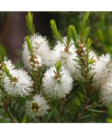 Pranarom Tea Tree Essential Oil 5ml - Pure Natural Healing & Aromatherapy - Buy Online on GoSupps.com