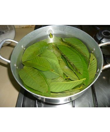 Fresh South Florida Guava Leaves - 1 oz (10-25 Leaves) | Pesticide-Free, Grown Sustainably - Buy Online on GoSupps.com