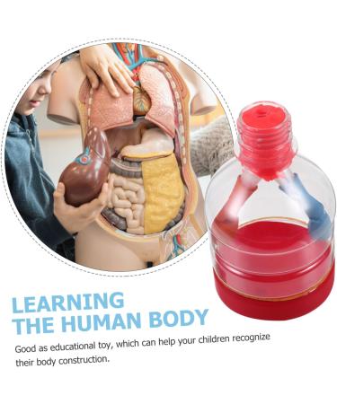 Lurrose Lung Demonstration Model Sports Toy Set - Educational Teaching Aid for Children - Buy Online on GoSupps.com