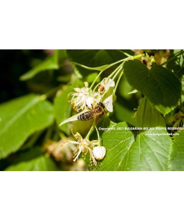 450 g Organic Raw Linden Blossom Bee Honey - Buy Online on GoSupps.com
